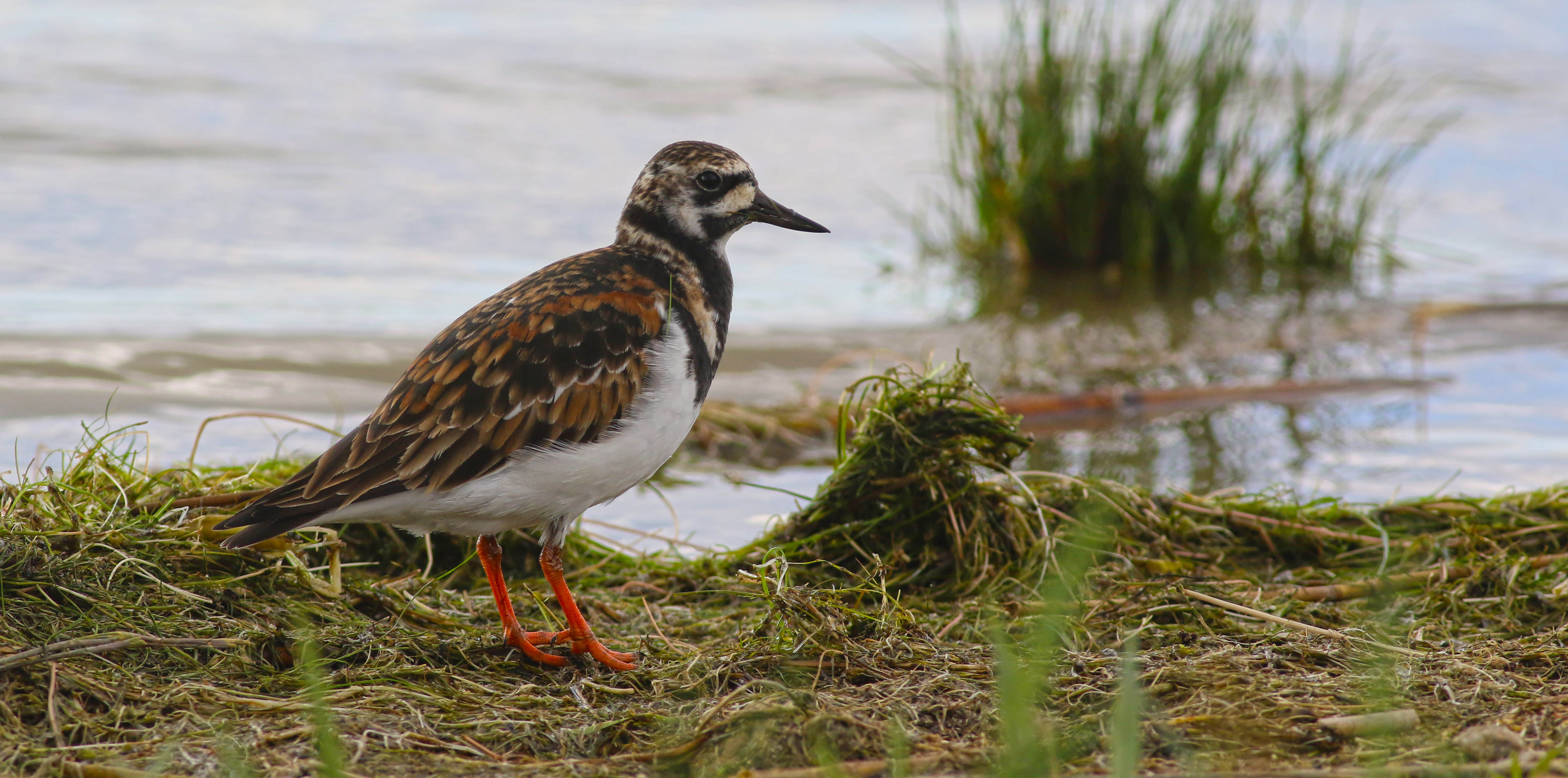Ruddy Turnstone — Ana fotoğraf